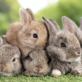 L'expression prendre pour un lapin de *quelques semaines
